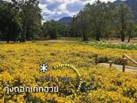 หนาวนี้ไปเดินเฉิดฉายในทุ่งดอกเก๊กฮวยกันเถอะ 🌼