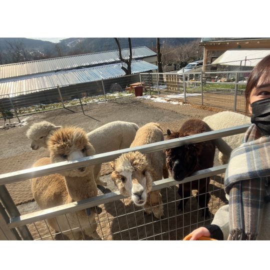 내 앞에 알파카 !!! 🦙