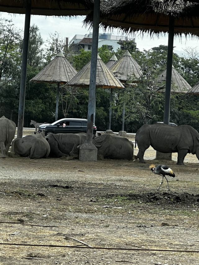 來泰國Safari World當一天動物飼養員吧！