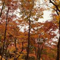 盛茂紅葉中體驗靜謐境界 – 常寂光寺