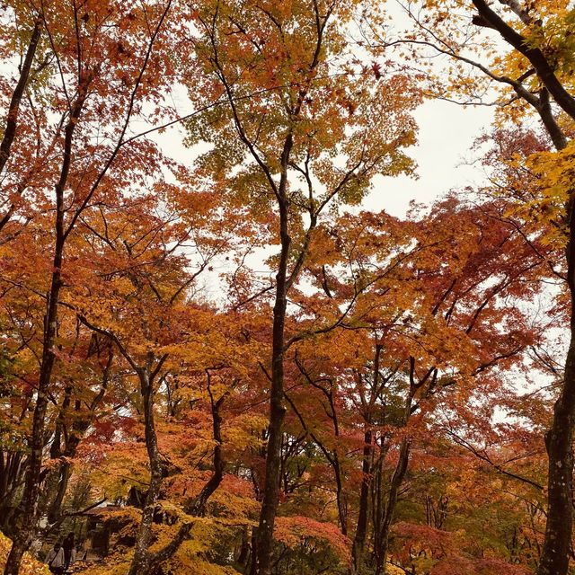 盛茂紅葉中體驗靜謐境界 – 常寂光寺