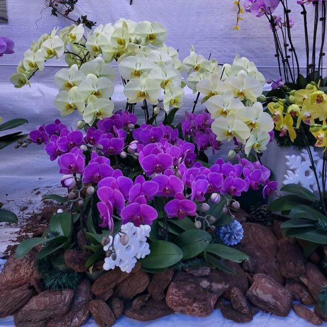 好好睇的香港北區花鳥蟲魚展覽
