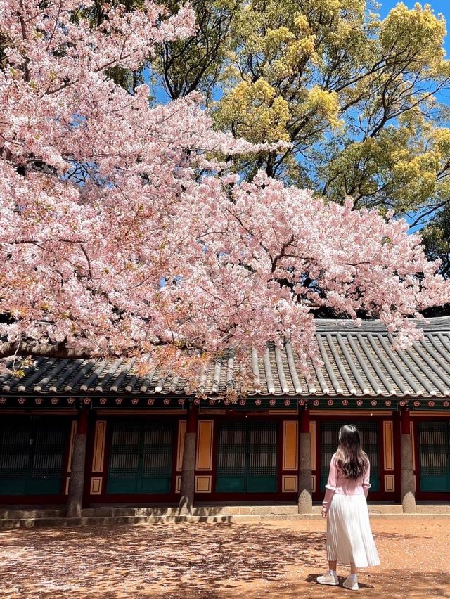 봄이 기다려지는 이유🌸