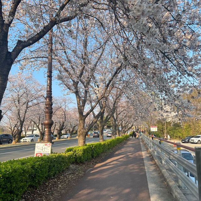 Shade of Cherry blossoms in Gyeongju