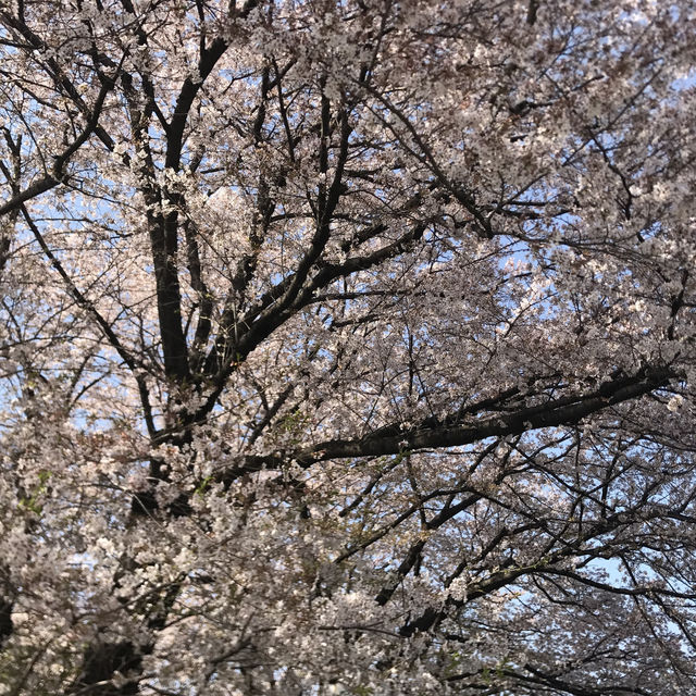 野川桜並木