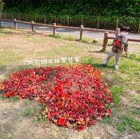 【假子親子遊】春天篇地木棉花～
