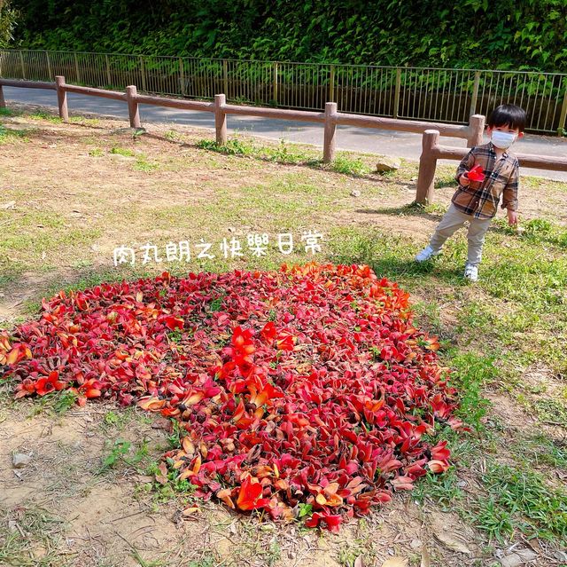 【假子親子遊】春天篇地木棉花～