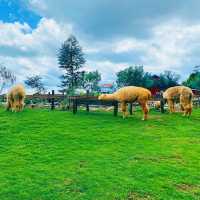 ChiKa Farm Đà Lạt