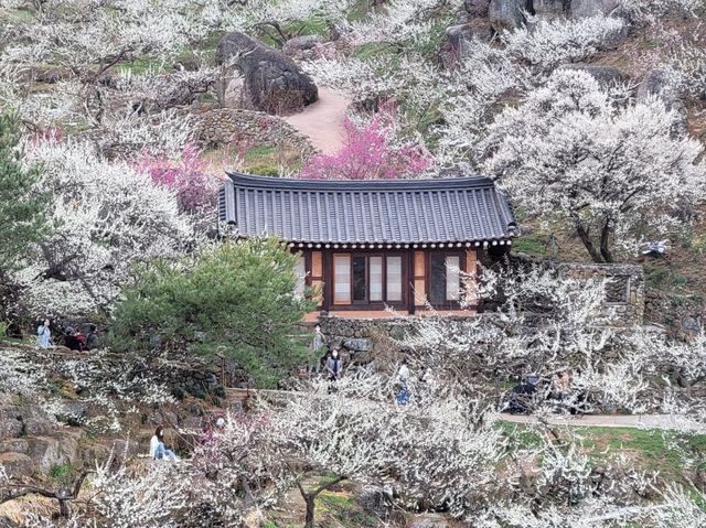 광양 매화 축제