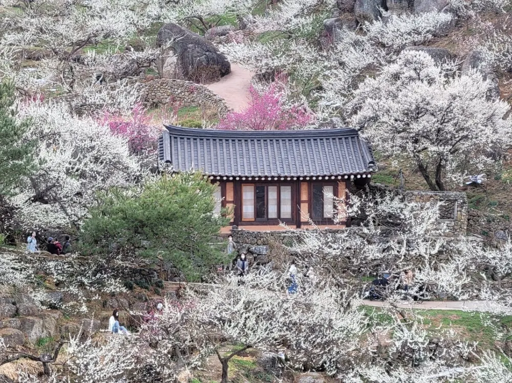 광양 매화 축제
