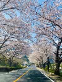 경남 벚꽃명소 중 제일인 하동 십리벚꽃길🌸💗