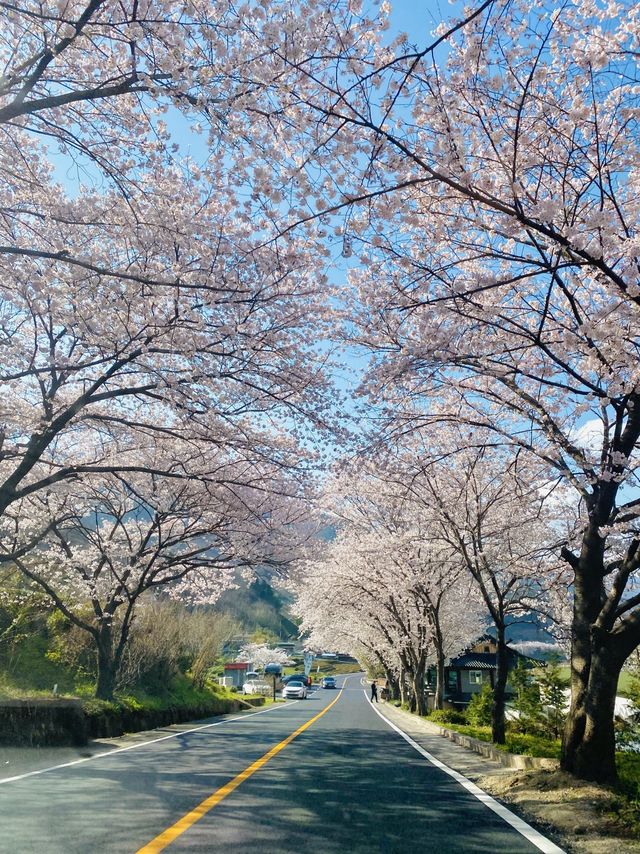 경남 벚꽃명소 중 제일인 하동 십리벚꽃길🌸💗