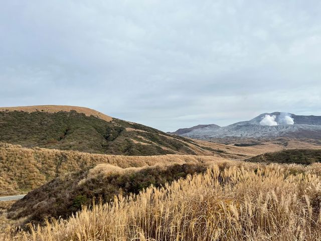 熊本縣必去打卡黃澄澄的草原美景📸️📸️📸️