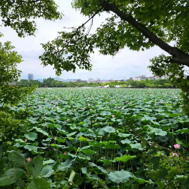 전주 덕진공원- 6.7월에만 볼수있는 연꽃