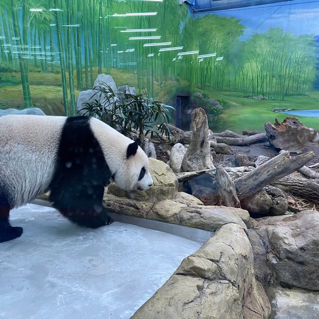 台北市立木柵動物園 讚讚 台北市立木柵動物園 讚讚