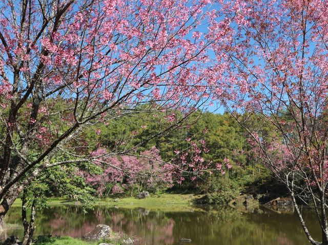 🌸หน้าหนาวนี้มาดูซากุระเมืองไทยกัน🌸