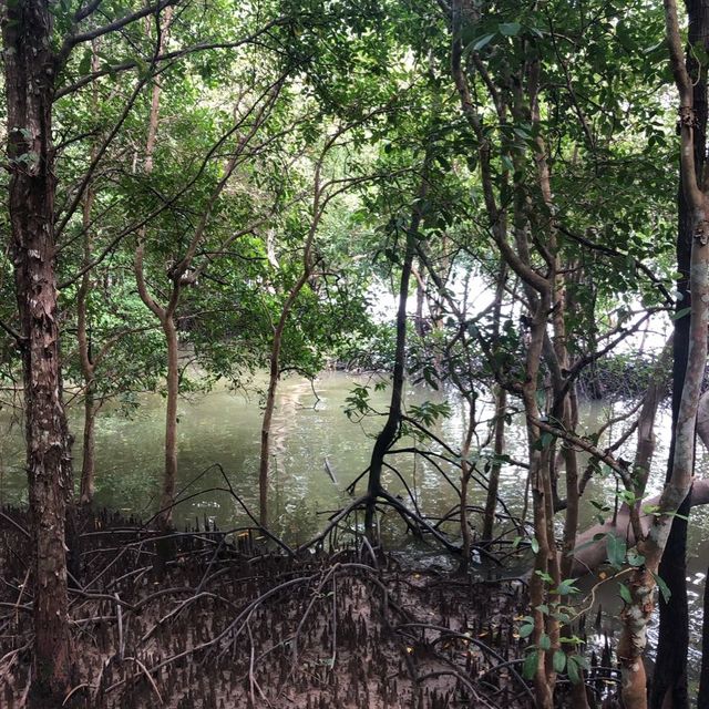 beautiful walk in the mangrove forest 