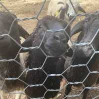 Zoodoo, Da Lat Zoo