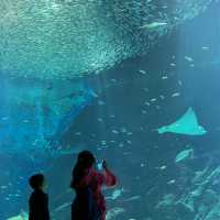福岡親子遊：去水族館