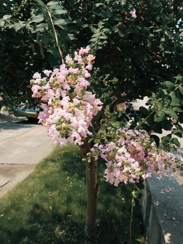 Dianshan Lake, Shanghai🌿🌱