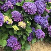 陽明山花季