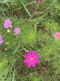 지금 가보기 좋은 연천 호로고루 해바라기 명소🌻