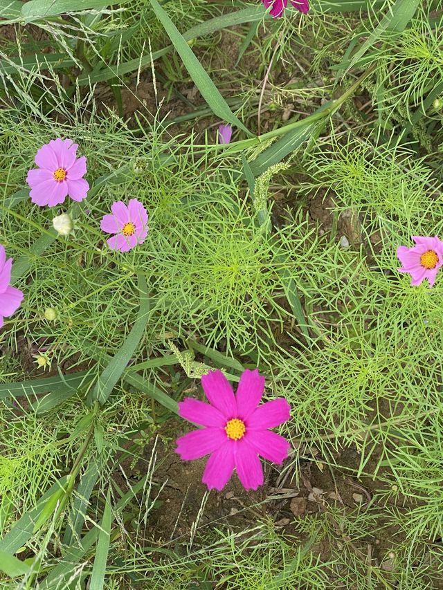 지금 가보기 좋은 연천 호로고루 해바라기 명소🌻