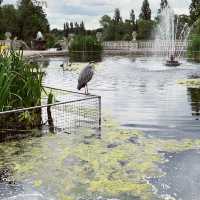 Kensington gardens