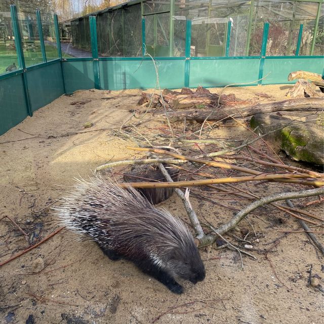 這麼大·那麼凍的Beale Wildlife Park