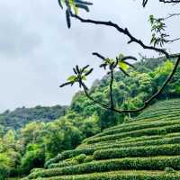 Tea Plantations in Hangzhou