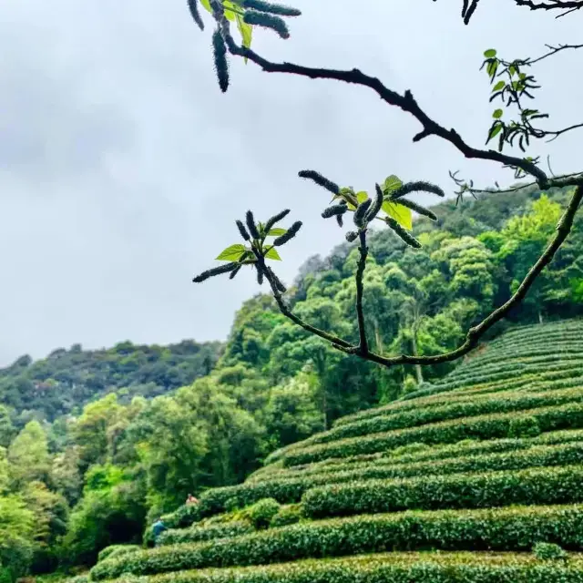 Tea Plantations in Hangzhou