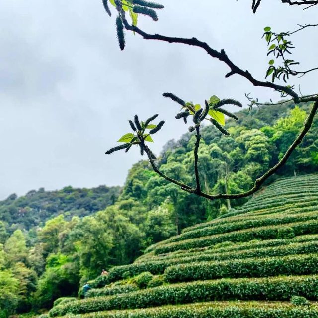 Tea Plantations in Hangzhou