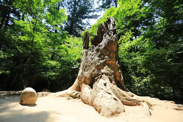 오대산 월정사 전나무숲길