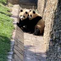 Giant Pandas