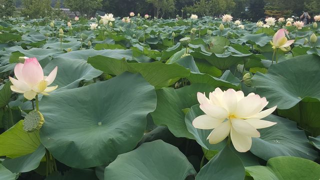 Lotus blooming at Semiwon during Hot summer