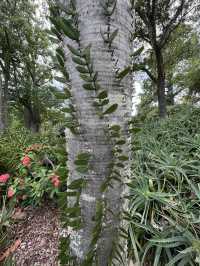Australia #Brisbane #Kuta Mountain Botanic Garden #