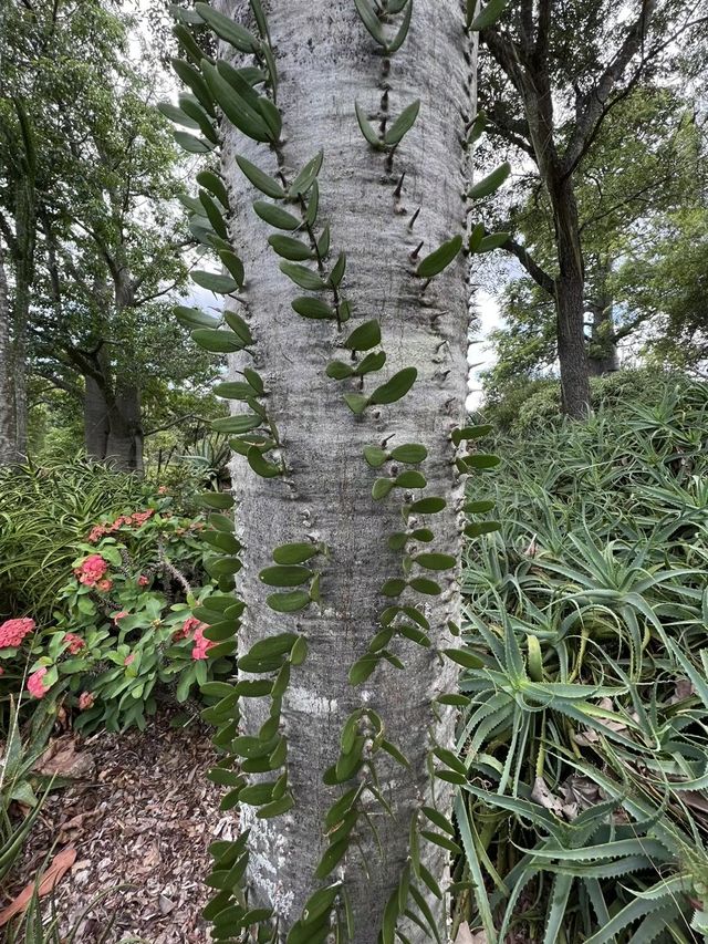 Australia #Brisbane #Kuta Mountain Botanic Garden #