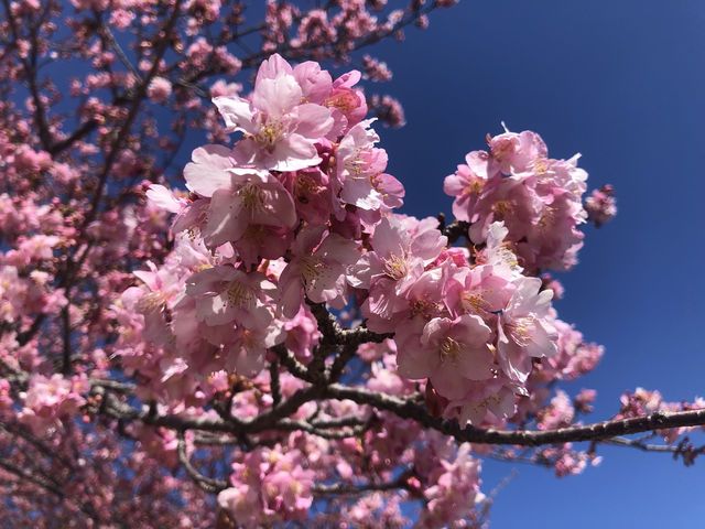 Kanagawa Matsuda early cherry blossoms 🌸