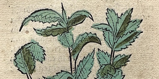 Seeds of Knowledge: Teen Tour and Natural Bath Bomb Making Workshop | The Morgan Library & Museum