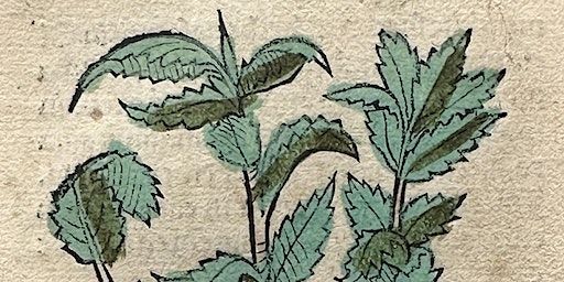 Seeds of Knowledge: Teen Tour and Natural Bath Bomb Making Workshop | The Morgan Library & Museum