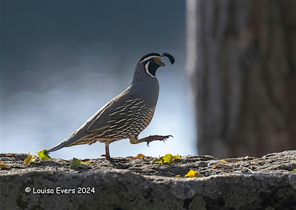 Wednesday Birders at Barber Park | Barber Park