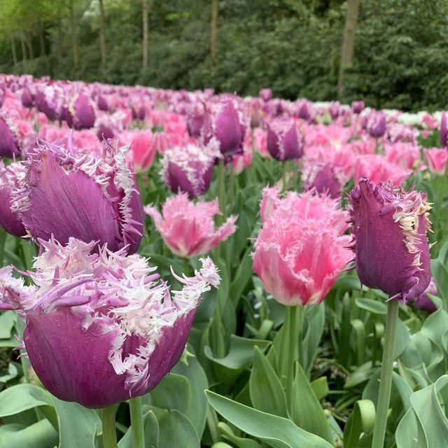 オランダ　キューケンホフ公園