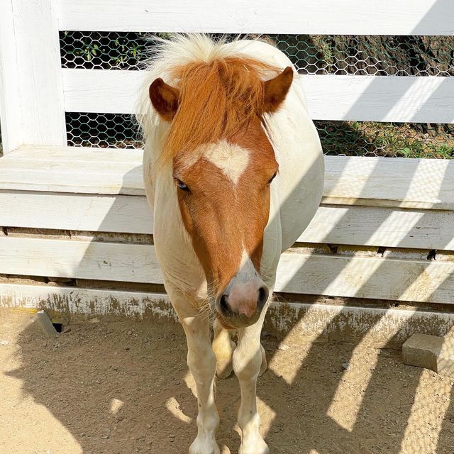 포천 베어스타운 리조트 부대시설이 다양해요!
