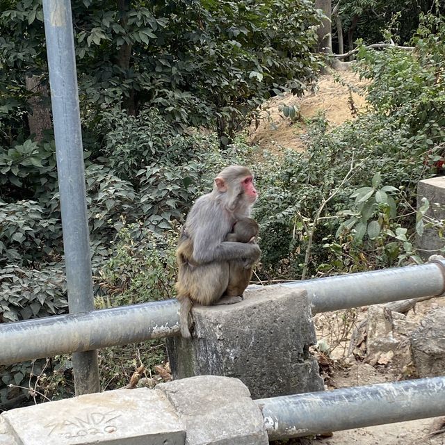 馬騮聚集聖地 （金山郊野公園）