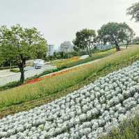 台北三層崎公園花海