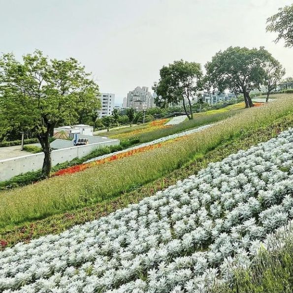 台北三層崎公園花海
