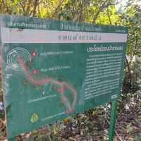 สะพานแดง ชมป่าชายเลน