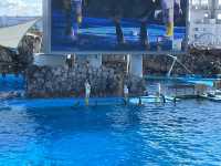 名古屋港水族館といえば🐬【イルカショー】＆名古屋港のレストラン