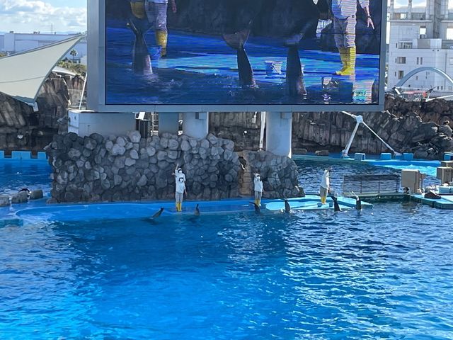 名古屋港水族館といえば🐬【イルカショー】＆名古屋港のレストラン