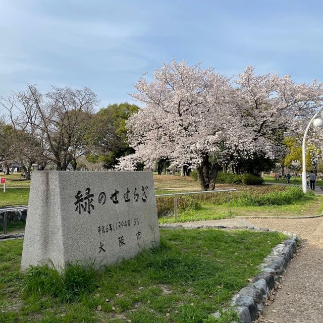 【花博記念公園 鶴見緑地】桜満開🌸🌸🌸